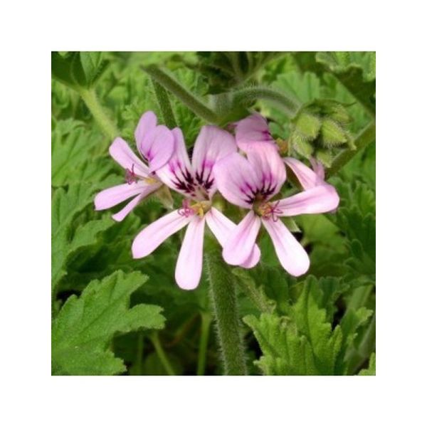 Pranarôm Huile Essentielle Géranium d'Egypte (Pelargonium graveolens) - 10 ml 
