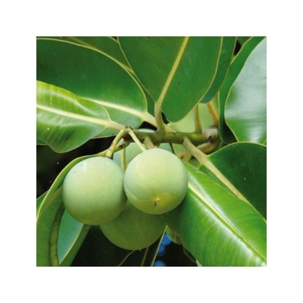 Huile végétale Calophylle Bio - 50ml