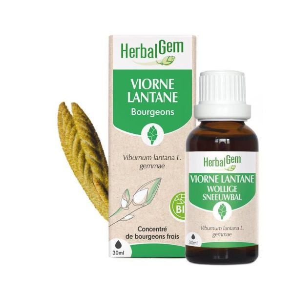 Concentrés de bourgeons Bourgeon de Viorne Lantane - 30 ml