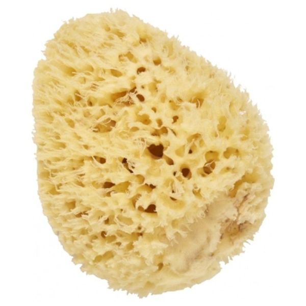 Éponge de Mer Naturelle - 14cm