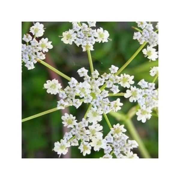 Huile Essentielle Cumin - 5ml