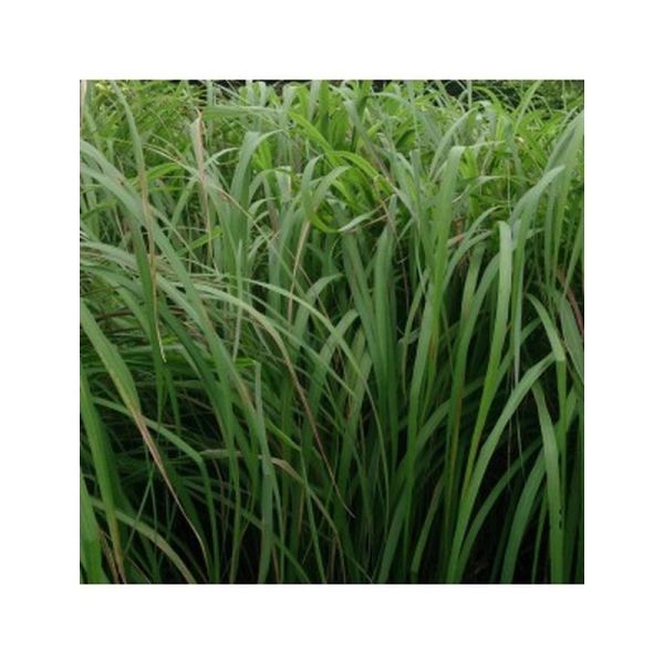 Huile essentielle Citronnelle de Java - 10ml
