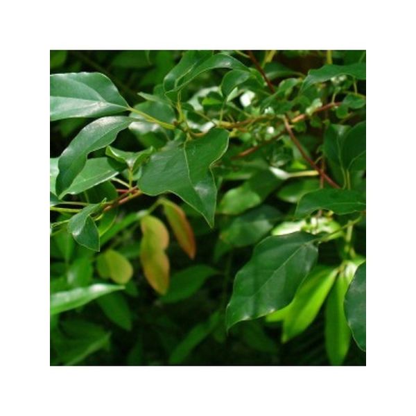Bois De Ho - 10ml