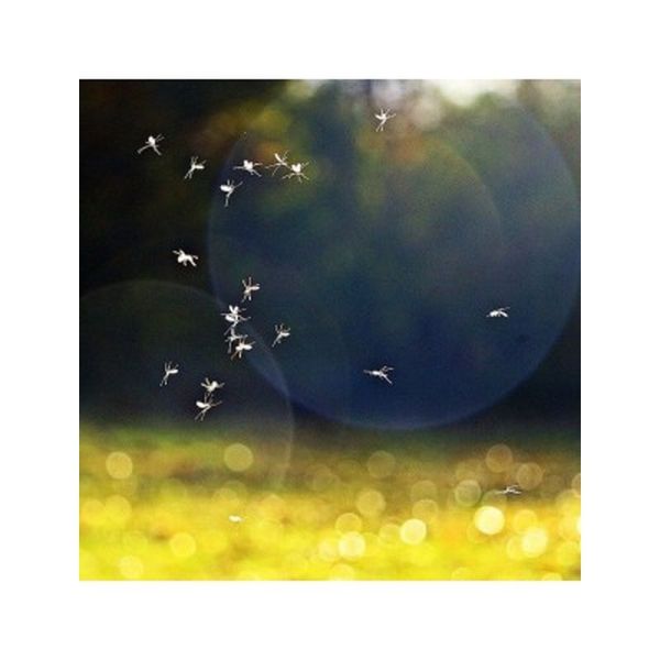 Soirée d'été paisible - 10ml